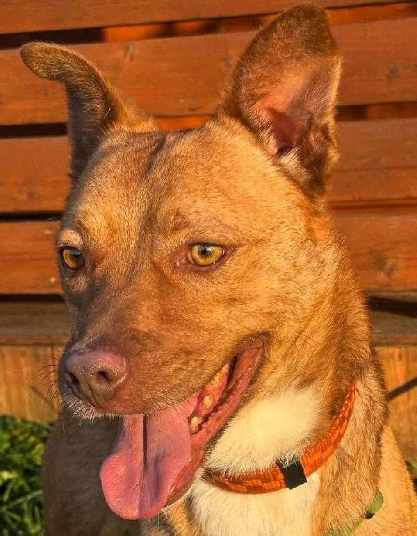 Lucky Occhi Di Ambra